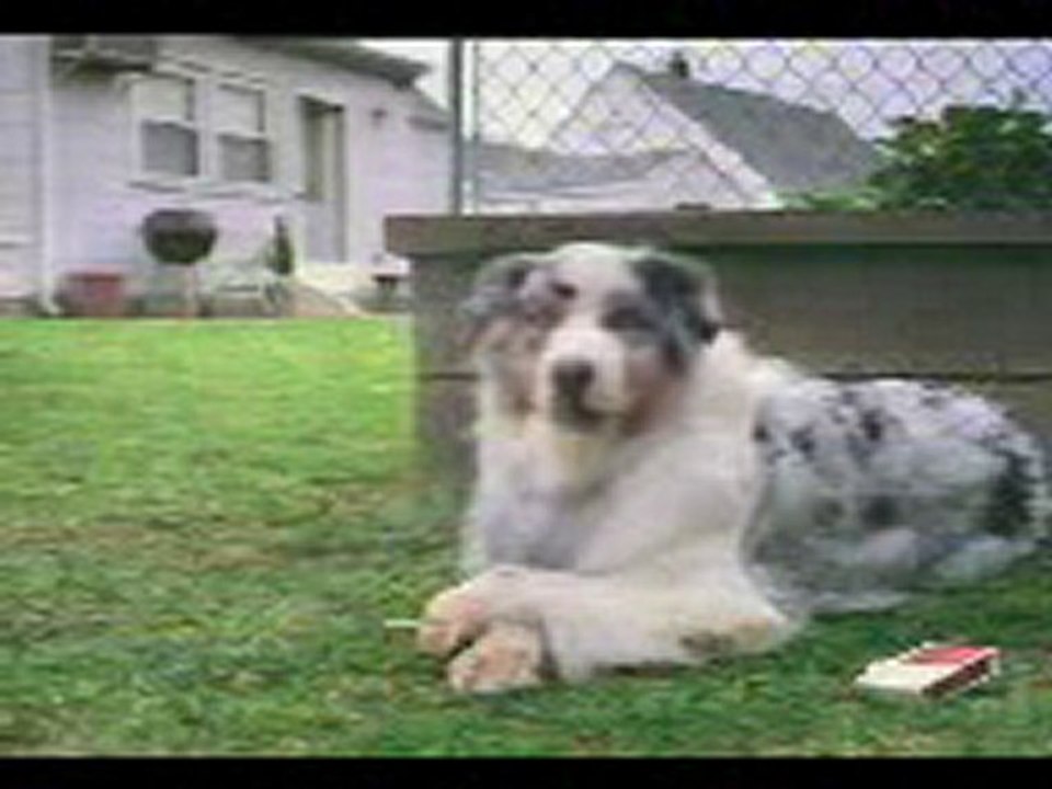 efkarlı köpek Ramazan xd