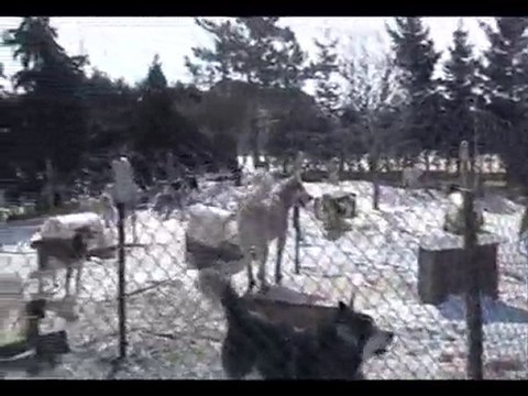 chien de traineau hiver 2010