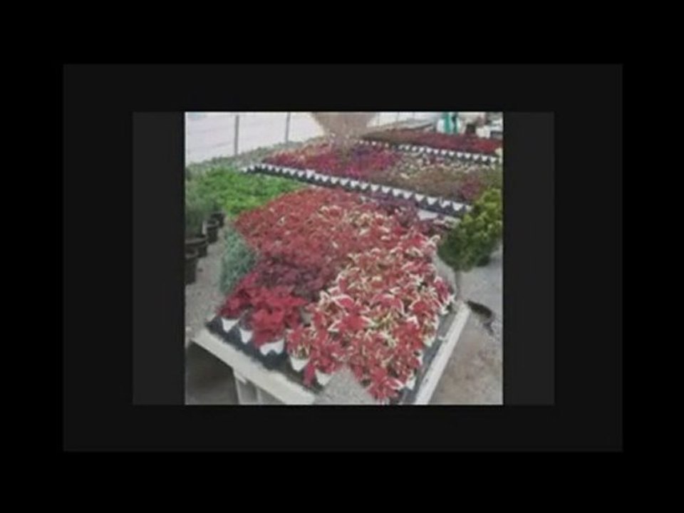 CENTERS BUFFALO NEW YORK NY,GARDEN CENTERS BUFFALO NEW ...