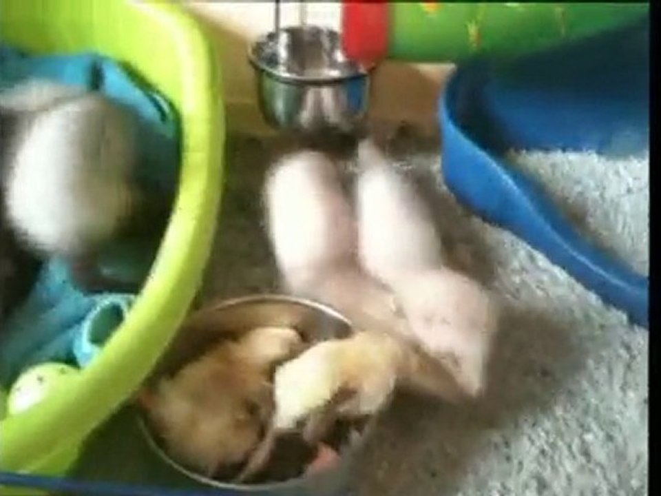 Furetons Vs Poussins !