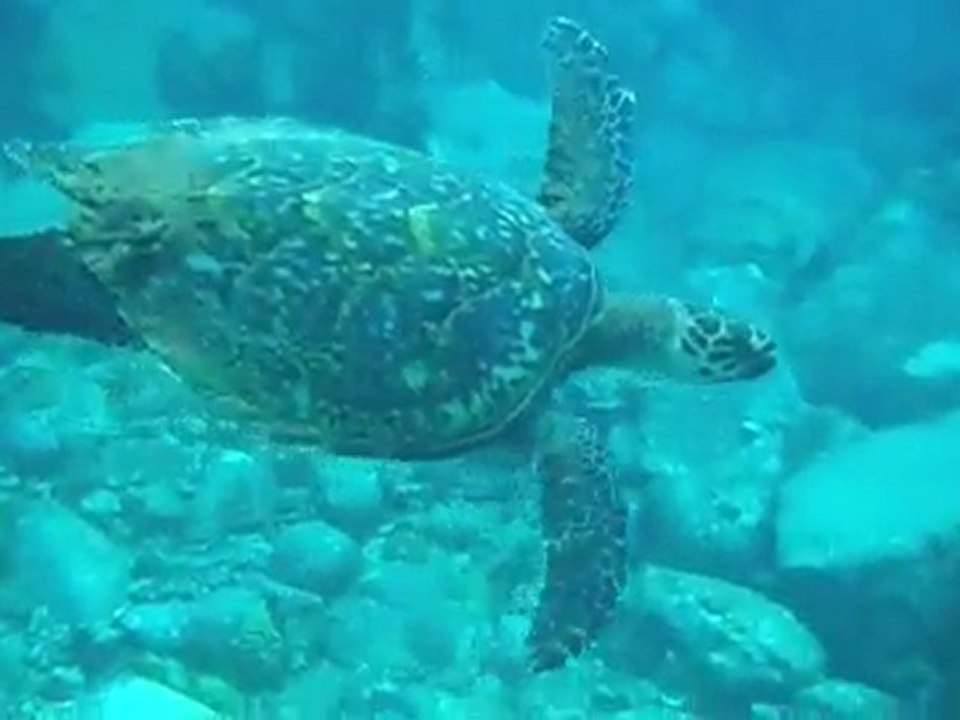 plongée avril 2010