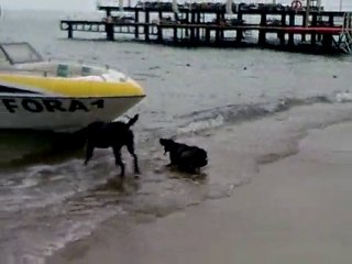 drahthaar tank von hasenpfad tekne cekiyor ,1700 kg lik boat