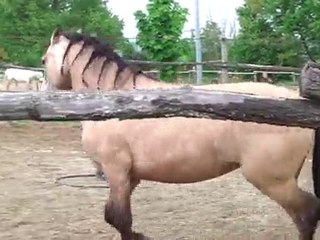 Jeu du cercle (Equifeel 09/05/2010)