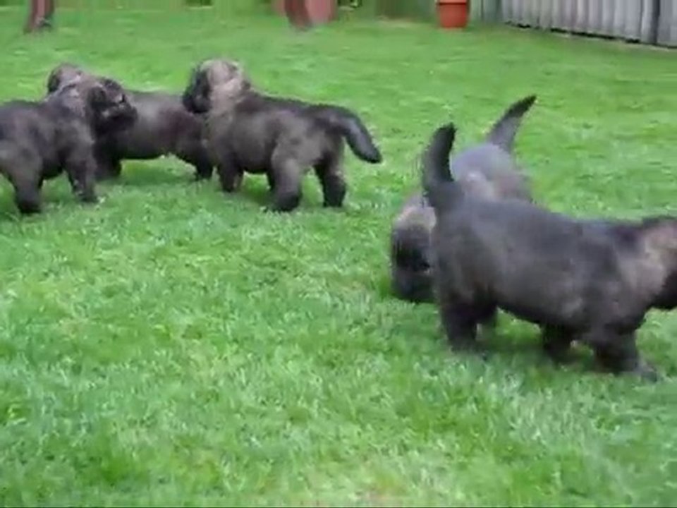3 hetes kölykök