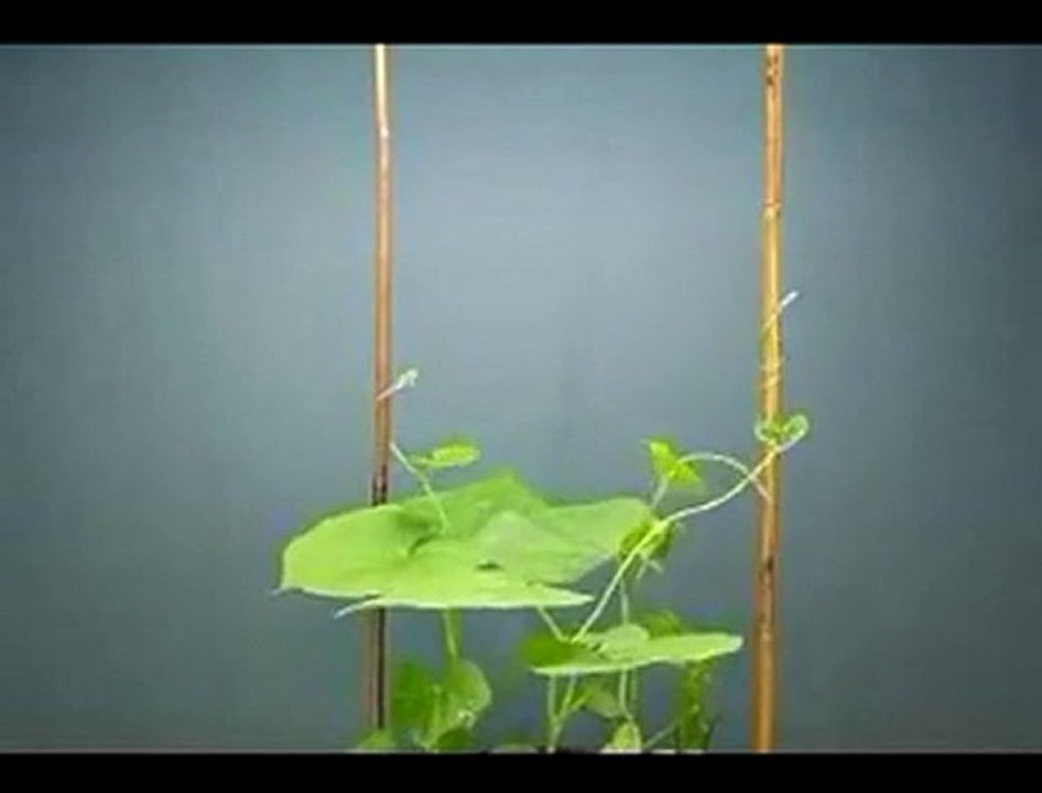 Sarmaşık Nasıl Sarnaşıl....