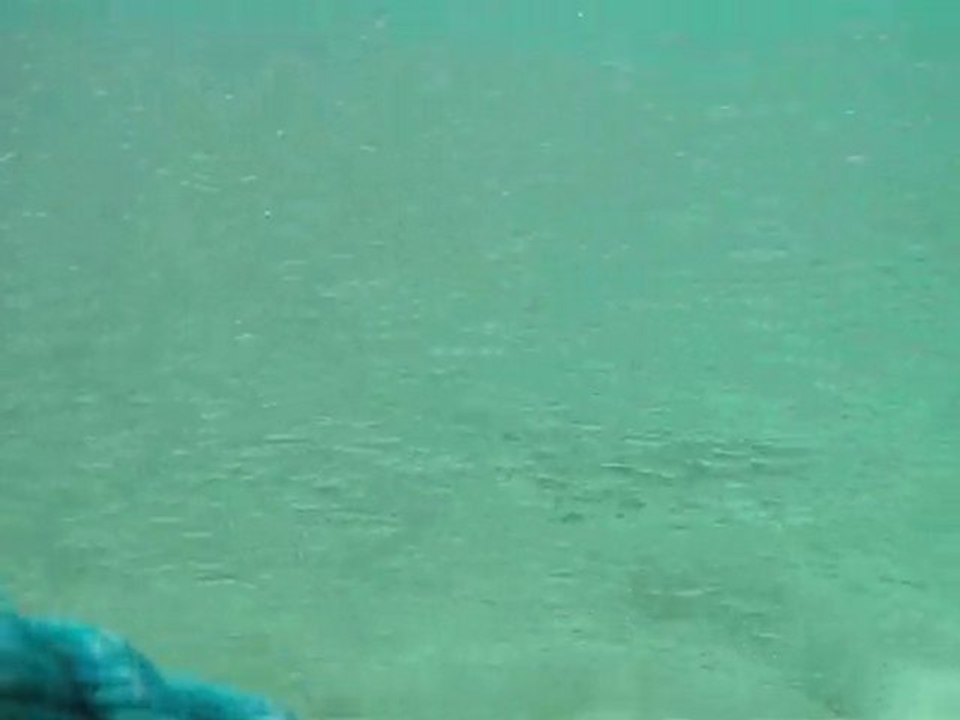 banc de poisson, requin Petite-Terre (Désirade, Guadeloupe)