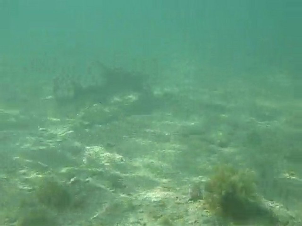 requin (a priori pointe noire juvénile)