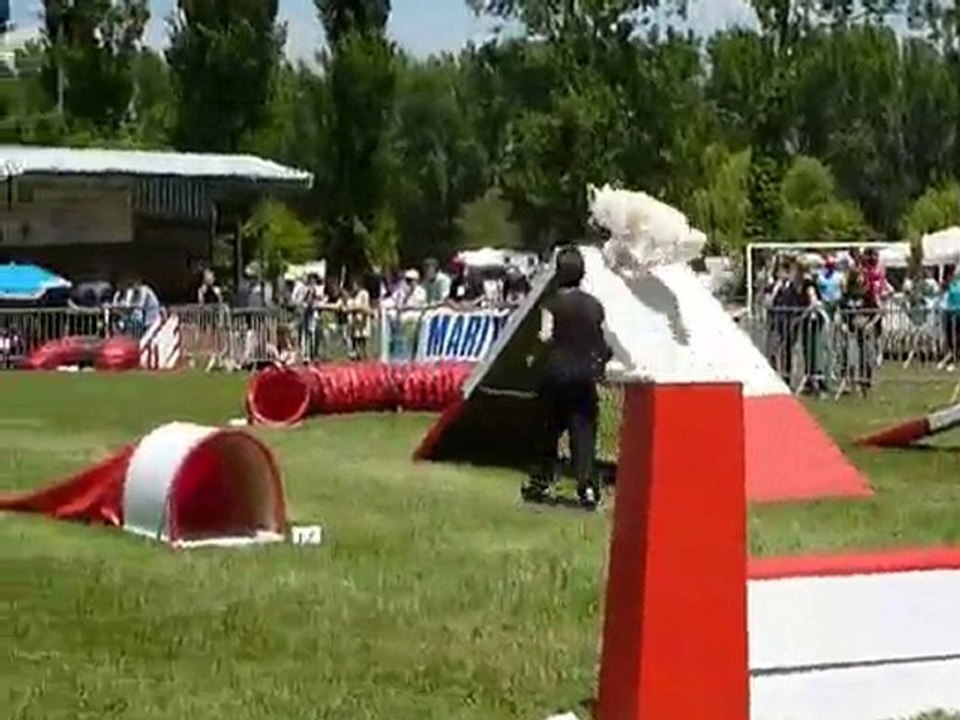 TGR Miramas - Aster - 1er jour Agility