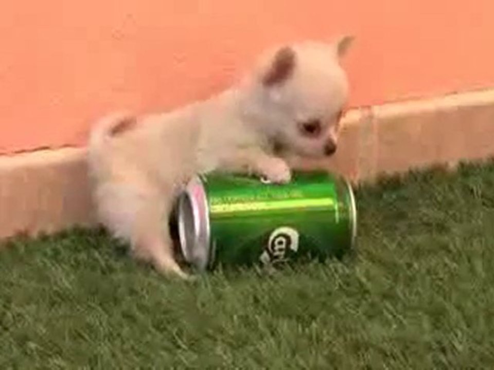 Cachorro chihuahua mini toy enano - Vídeo Dailymotion