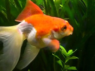 vidéo poisson rouge 038