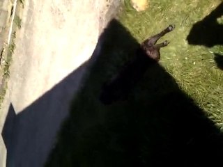 mon chien qui fait le gratte noisette!!!