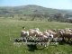 Llangwm DOCKER, Border Collie au travail sur moutons