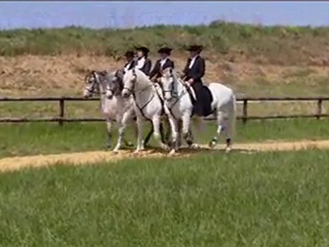 Institut du Cheval et de l'Equitation Portugaise - 2010