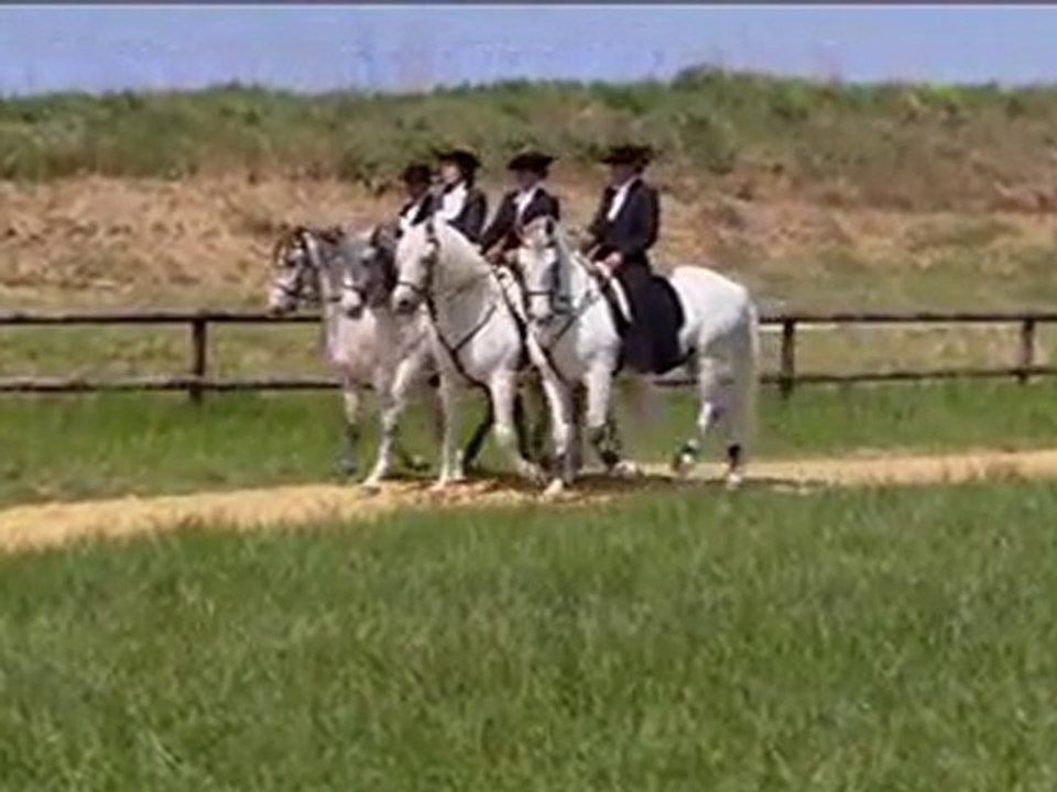 Institut du Cheval et de l'Equitation Portugaise - 2010