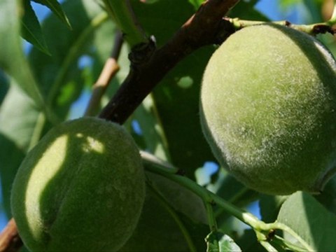 LUMINITA SOARE-QUINCE OF STONE- SONGCONTEST 2010 ARM.