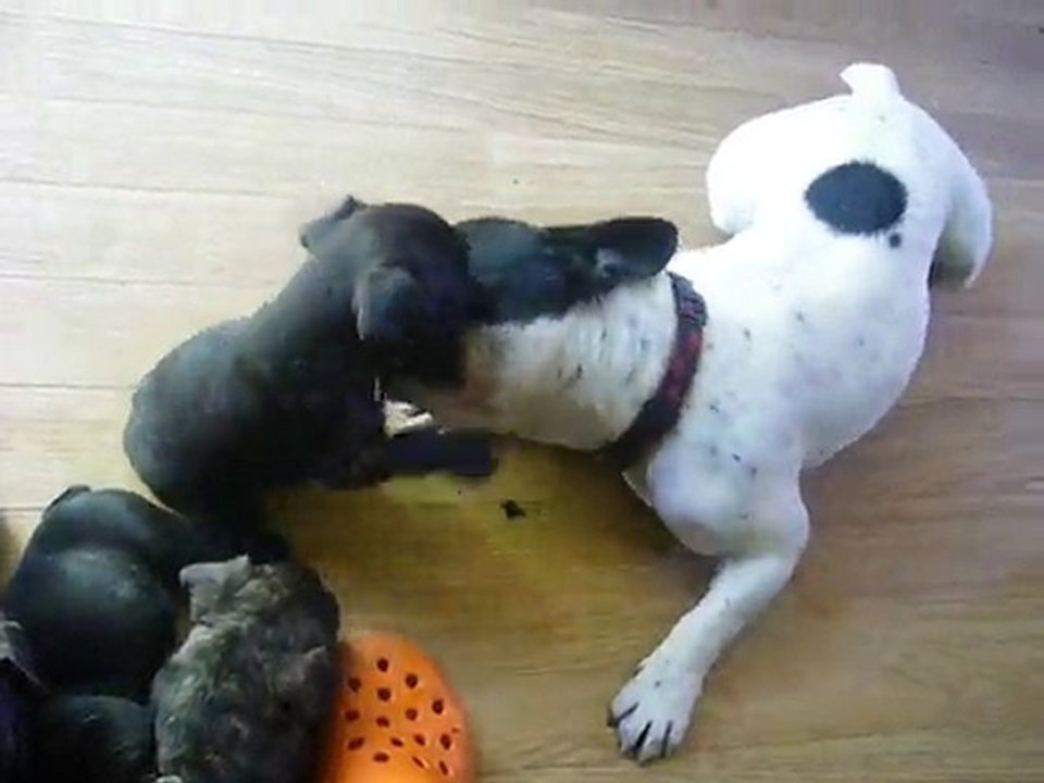 chiot bouledogue français