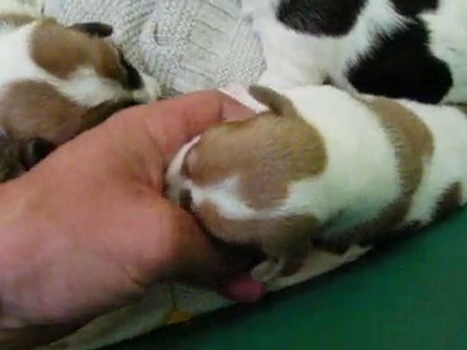 chiots jack russel de babette a 12 jours