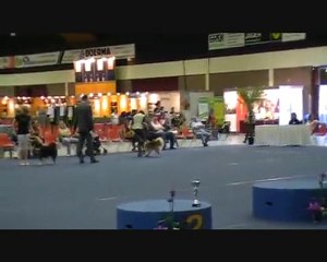 Dog Show Arnhem  Multi BIPS Kinuk's Ice Man BOG 3