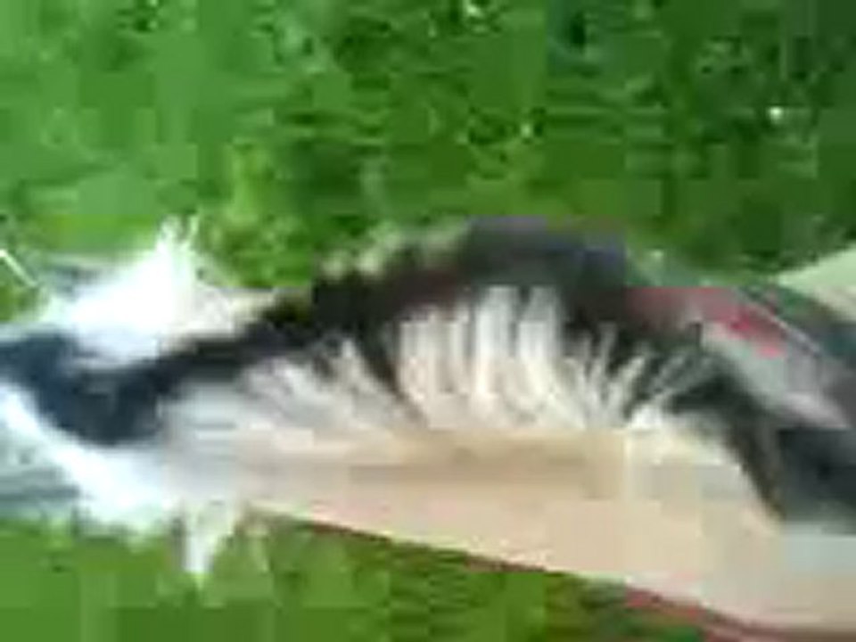 Rocco au galop dans l'herbe