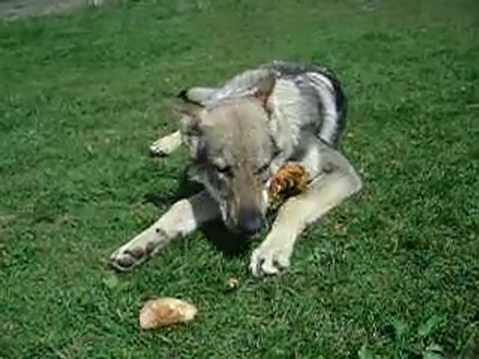 Mmmh, c'est bon le bois!