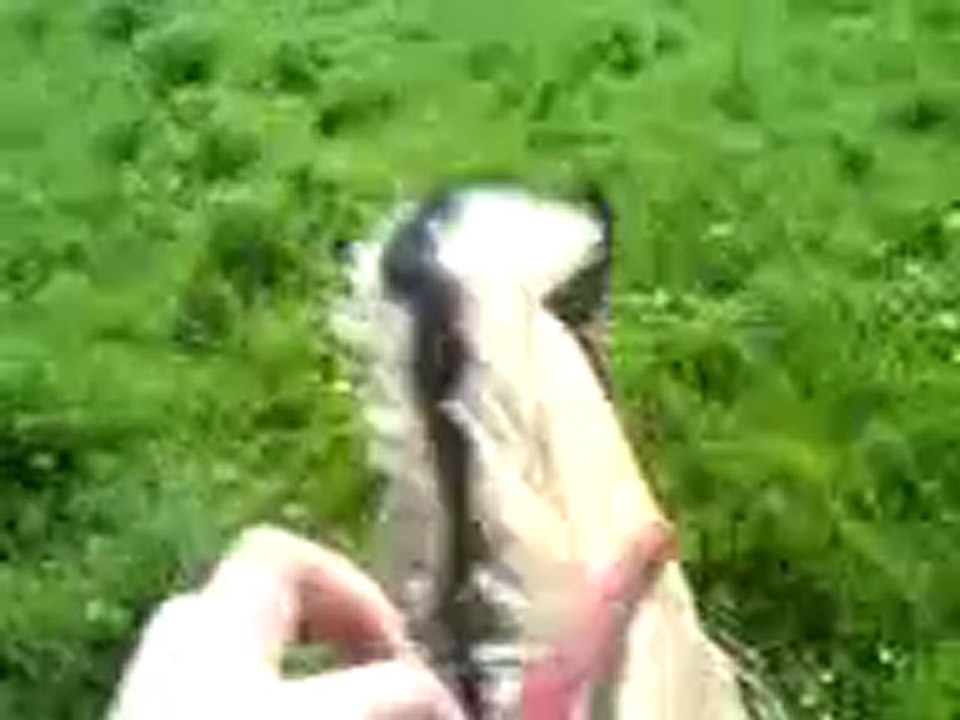 Galop rocco chant d'herbe