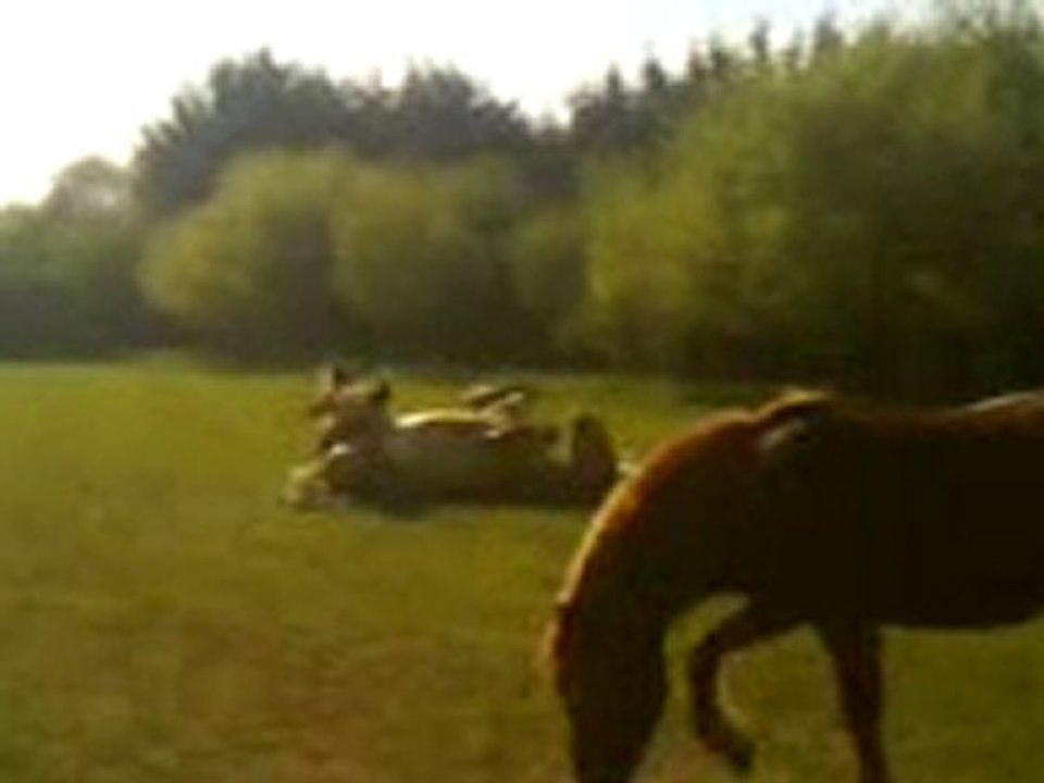 Rocco se roule