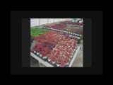 GARDEN CENTER BUFFALO NEW YORK NY,,GARDEN, CENTER, ...