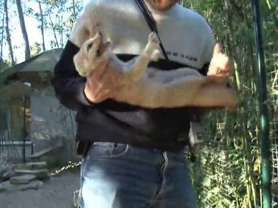 Naissance de fennecs