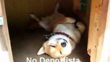 Entrenamiento de Perros