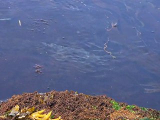 Salmon Fry Migration