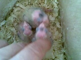 Bebes de Princesse et Cachou