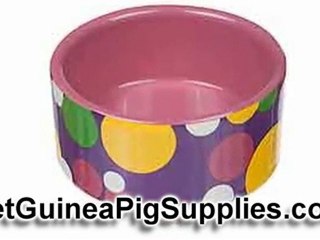 Guinea Pig Supplies - A Beginners Guide