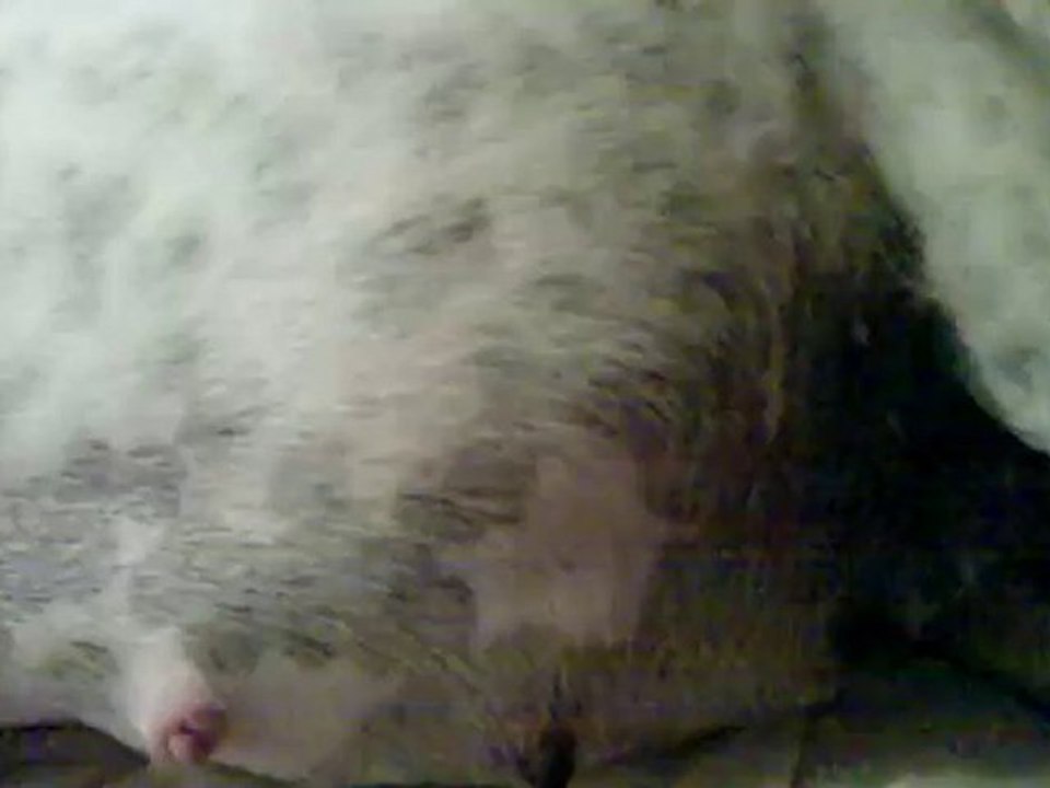 bébés bouledogue français qui bougent dans le ventre