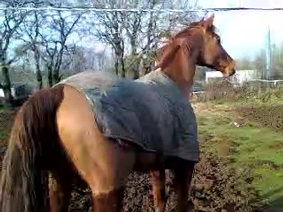 Reve au paddock