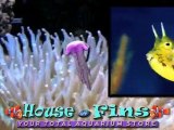 HOUSE OF FINS EXOTIC MARINE CORALS TROPICAL FISH MIAMI