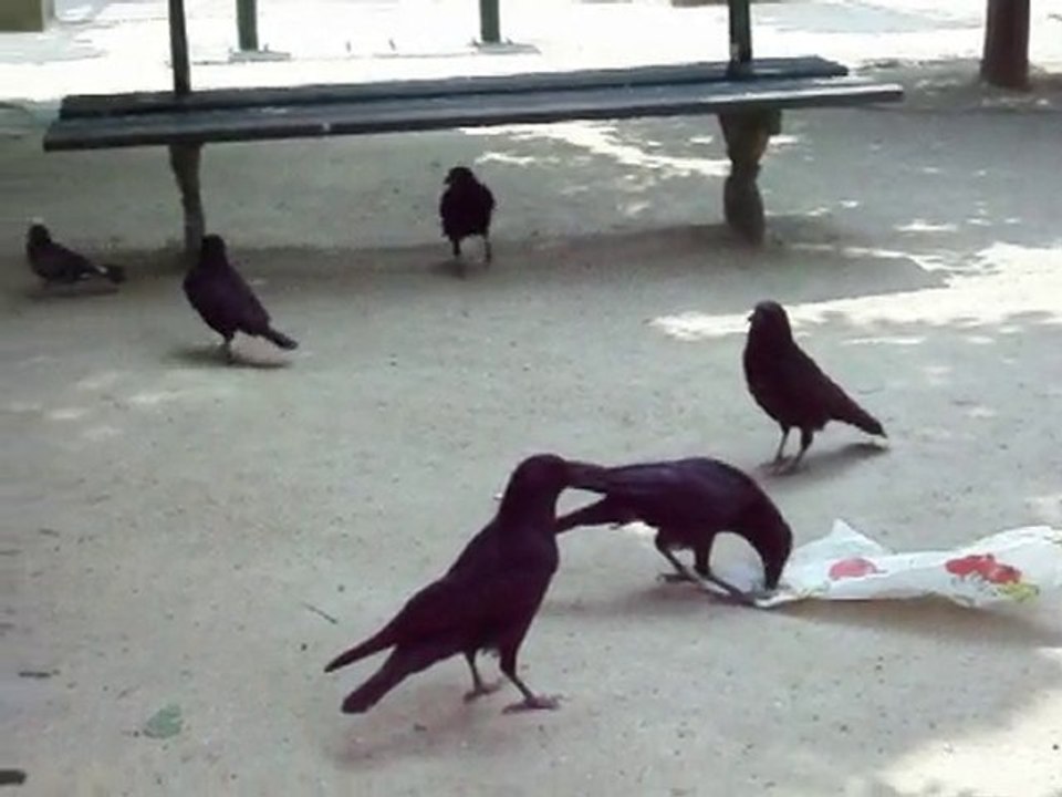 les corneilles et l'emballage - Halles - Paris 8 mai 2010
