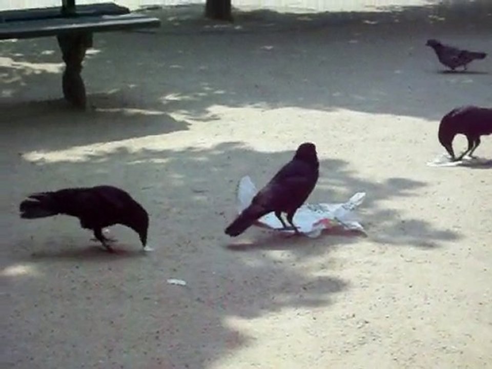 corneilles picorant l'emballage - Halles - Paris 8 mai 2010