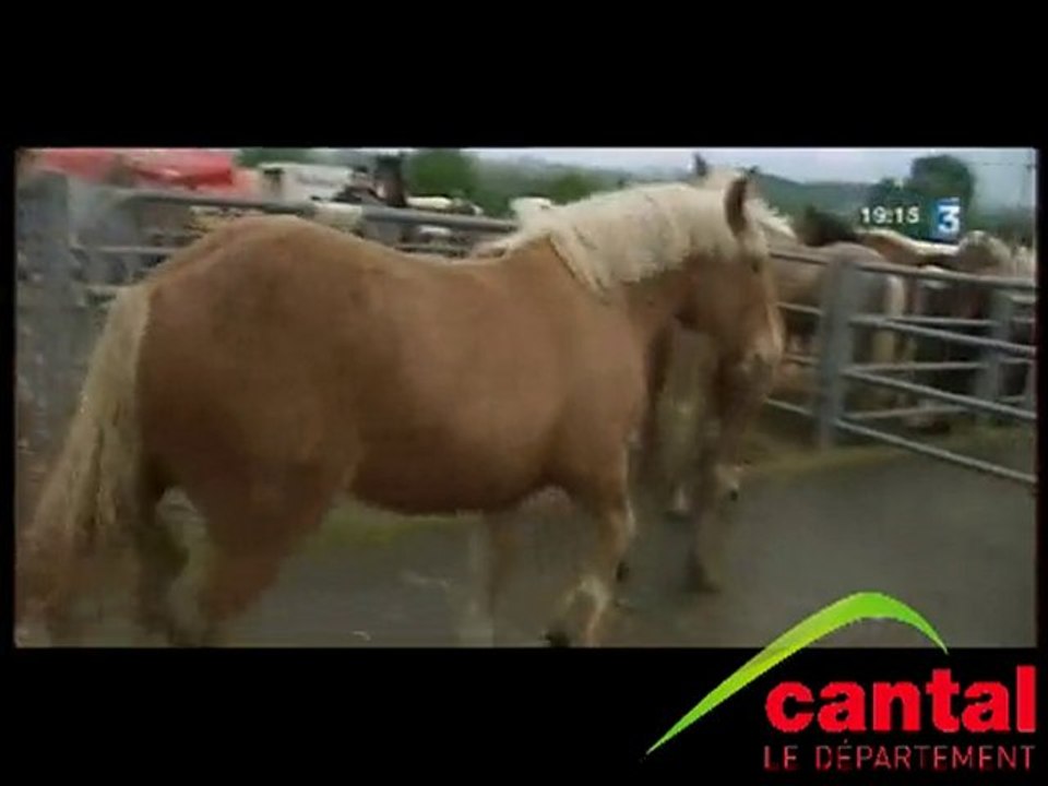 Foire  aux chevaux à Maurs (Cantal)