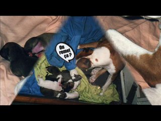 staff poupie la belle de montreynaud