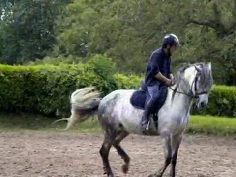VILFIGUEIRAS SUR LA CARRIERE DES HARAS DE GELOS !