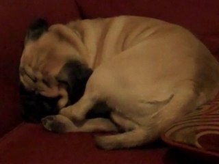 TuffGuy Snoring Away: A Man and His Puggle!