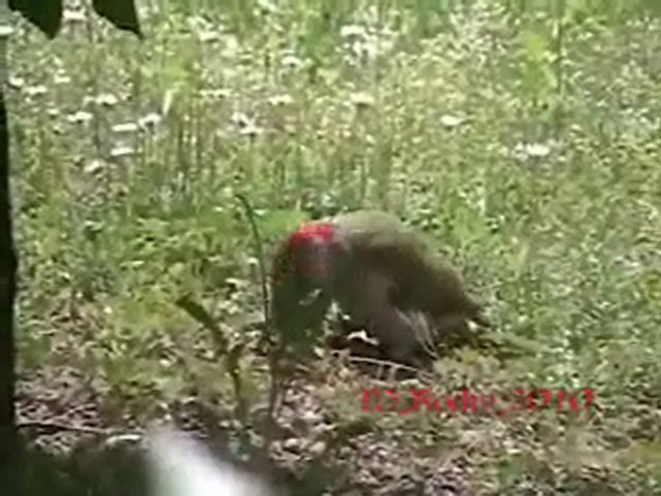 Picchio a pranzo