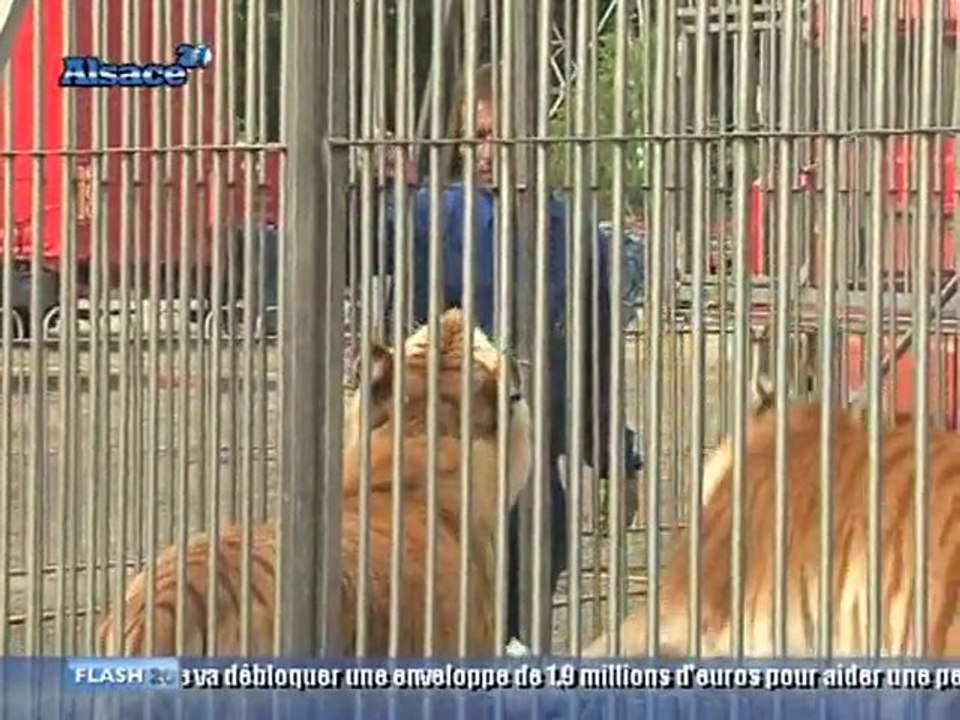 Les Tigres du Cirque Arlette Gruss