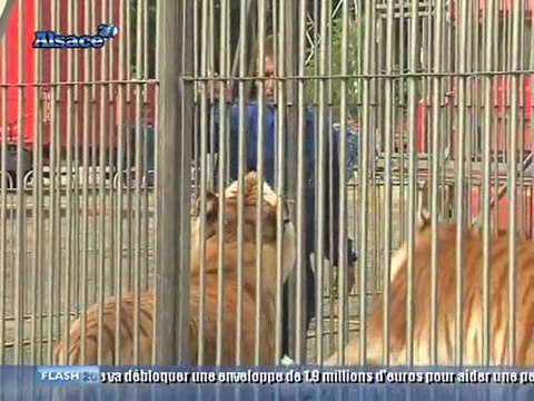 Les Tigres du Cirque Arlette Gruss