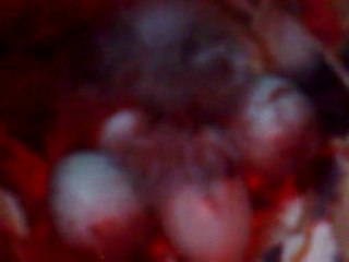 2010-2011 yılı yarışmalarının grest şampiyon yavruları