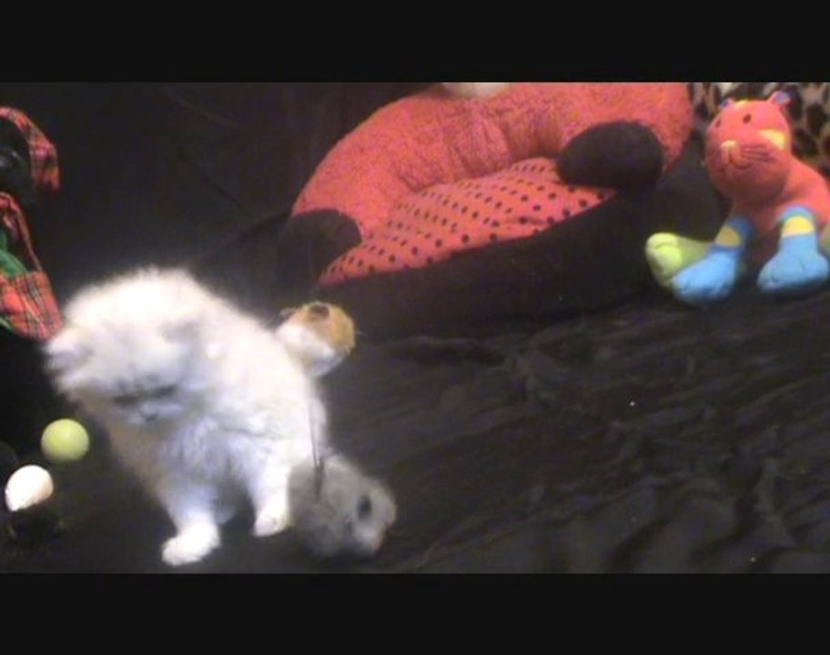 chaton persan chinchilla