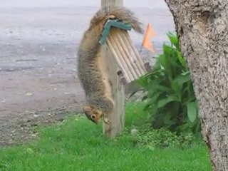 Squirrel on bird feeder