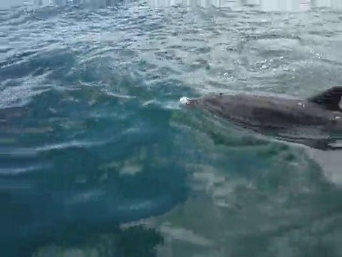 Dauphins Bay of Islands NZ P1010098