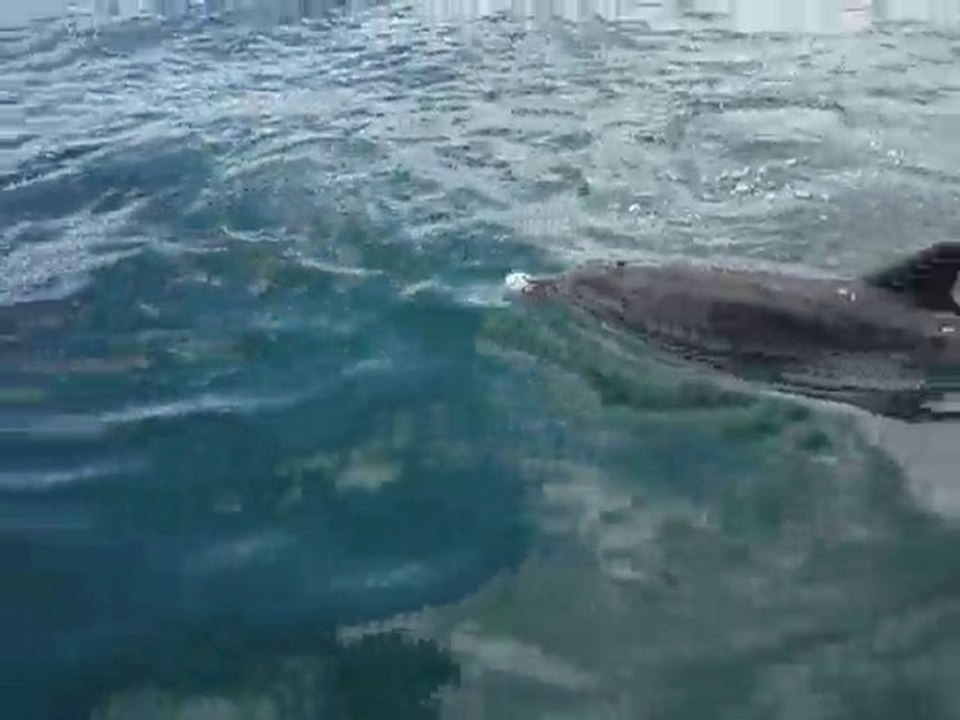 Dauphins Bay of Islands NZ P1010098