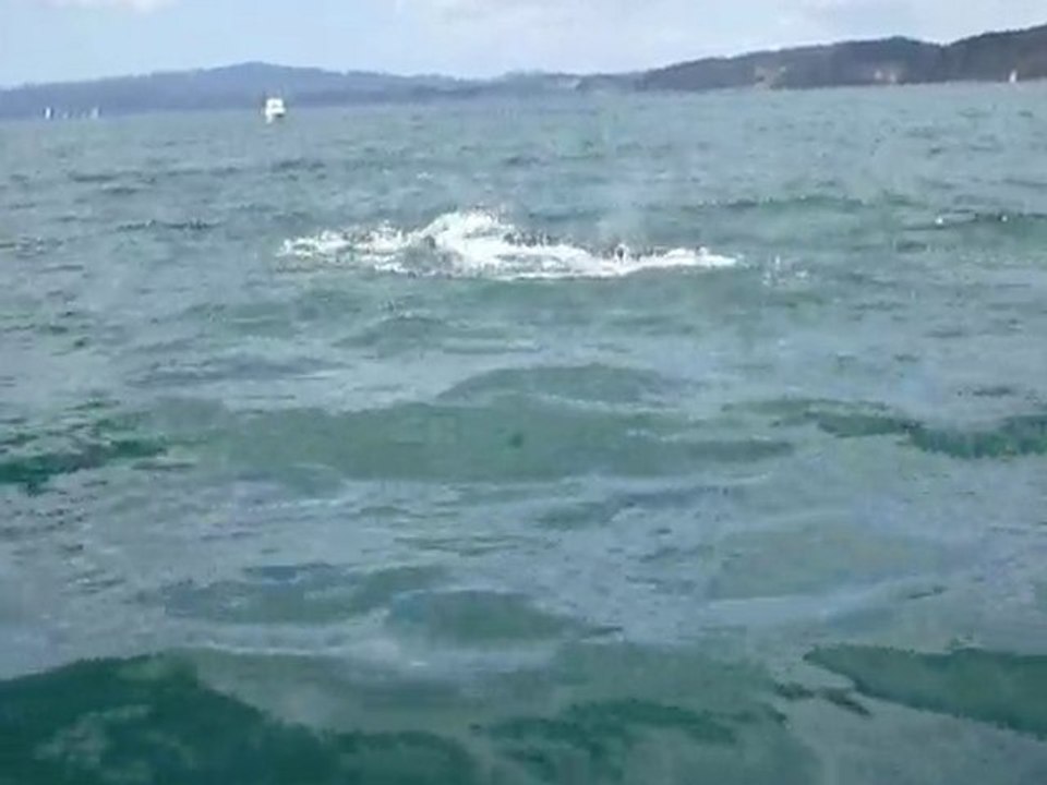 Dauphins Bay of Islands NZ P1010094